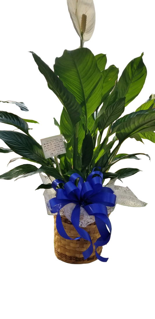 Peace Lily