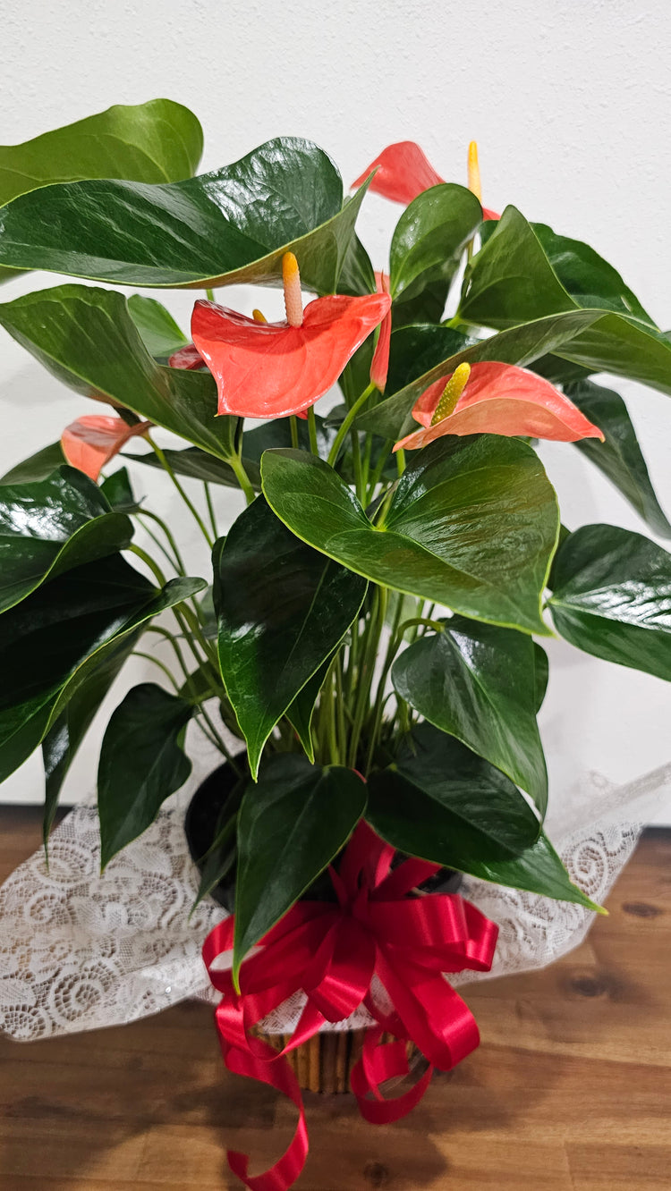 Plants