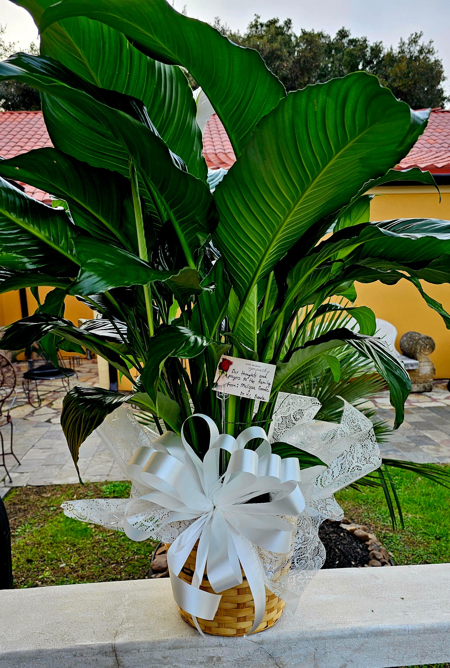 Peace Lily