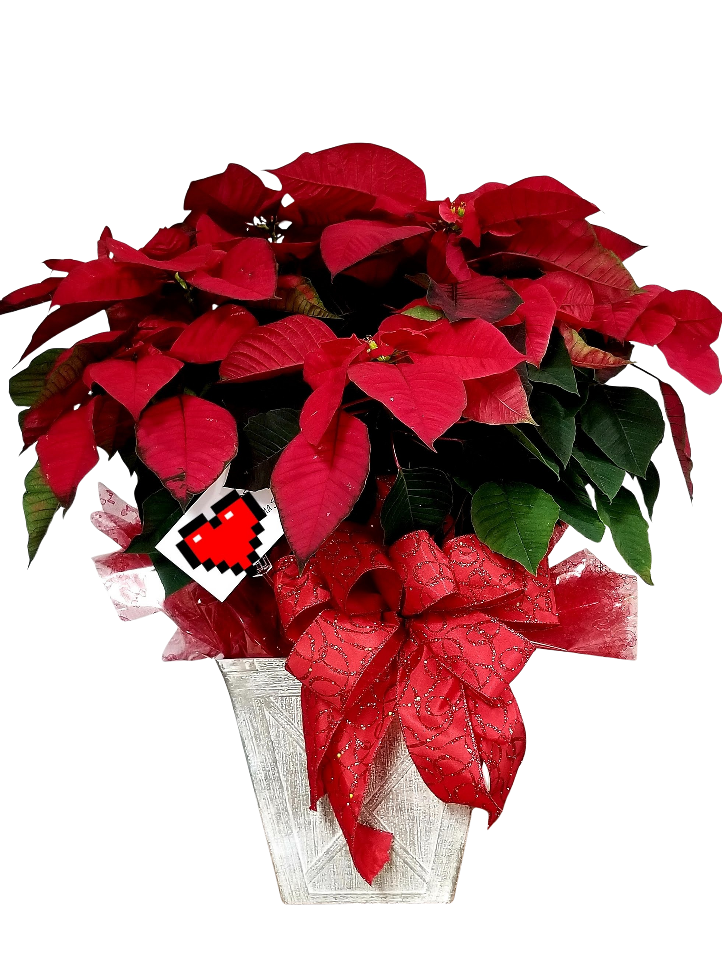 Poinsettia – Holiday Favorite