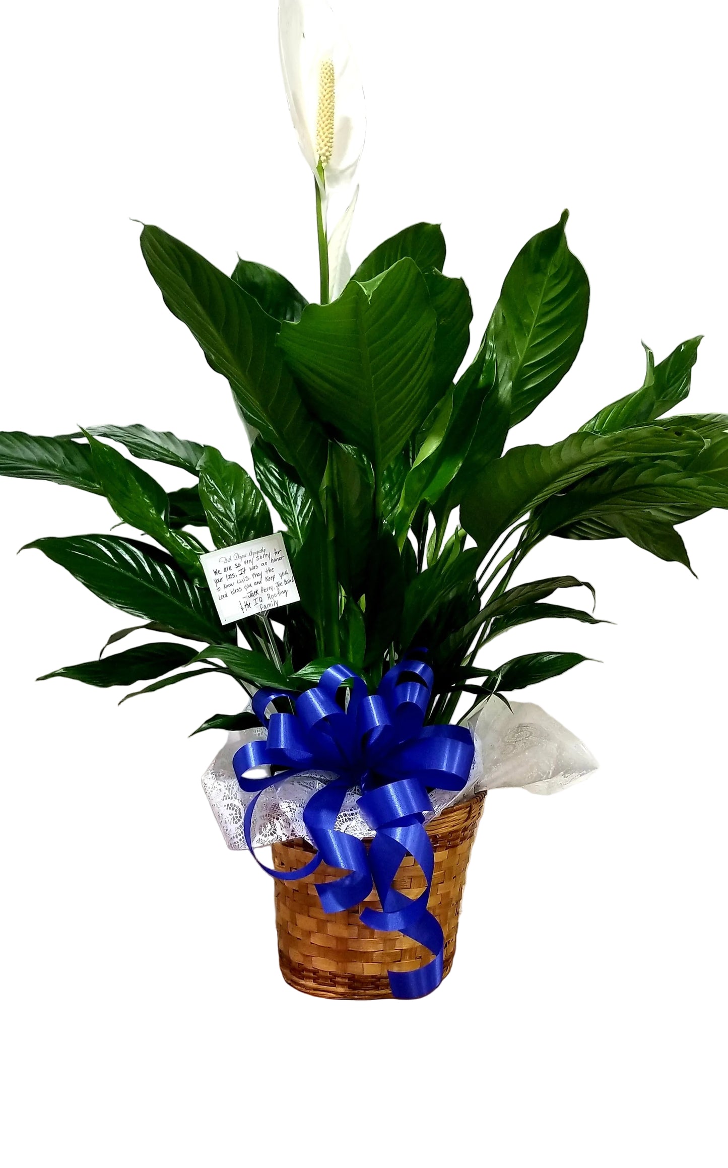 starlight peace lily Peace Lily – Estela's Flowers